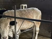گاو ماده, بلژیکی آبی — عکس 1