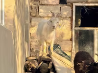 بز ماده, بز — عکس 3