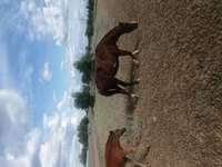 مادیان, اسب — عکس 1