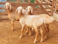 Montone, Arashan sheep — foto 7