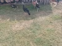 Turkeys — foto 7