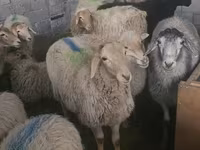 Kambing betina, Sheep — foto 4