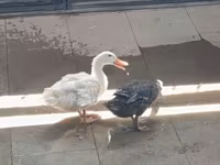 Ducks — zdjęcie 2