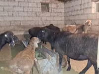 میش, گوسفند — عکس 3
