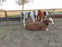 Krava, Simmental cattle — foto 5