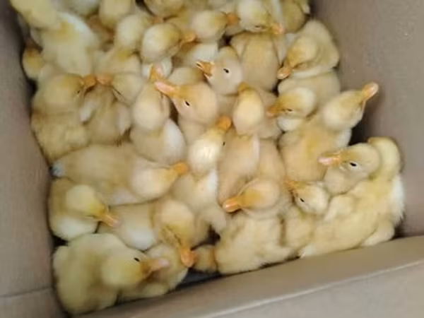 Ducks