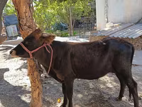 گاو ماده, گاو — عکس 2