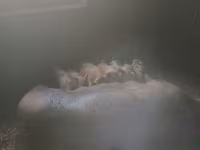 नर सूअर, Дюрок — फ़ोटो 2