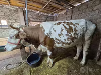 گاو ماده, Simmental cattle — عکس 4