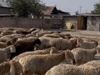 Montone, Rhon sheep — foto 5