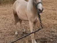 Faras, Horses — sawirka 1