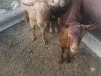 Kambing jantan, Sheep — foto 3