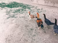 Chickens — fotografija 5