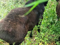 قوچ, Hissar sheep — عکس 1