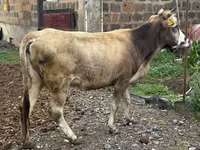 Vacă, Bovine — foto 2