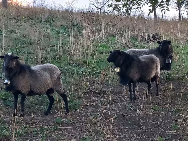 雄羊, Romanov sheep