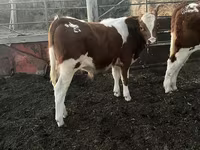 Toro, Simmental cattle — foto 8