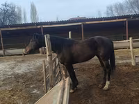 Hengst, Thoroughbred horse — Foto 2