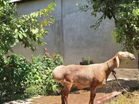 Beran, Arashan sheep — foto 1
