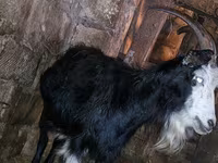 Ямаа, Kamori goats — 2 зураг