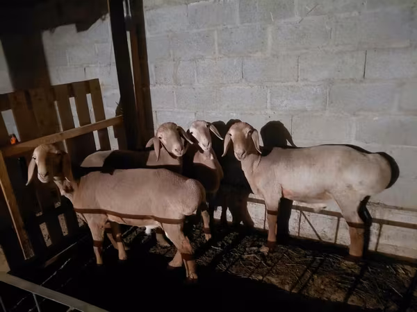 نعجة, Arashan sheep