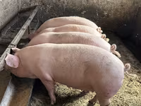 Babi hutan, Крупная белая — foto 2