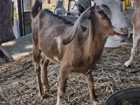 암염소, Nubian Goat — 사진 1