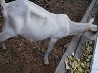 母山羊, Goats — 照片 6