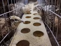 Quails — عکس 2