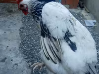 Chickens — Foto 2