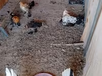 Bantam — Foto 1