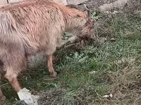 Capre (lotto, sesso non specificato), Saanen goat — foto 4