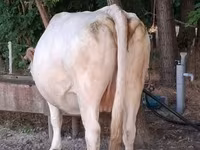 Kuh, Charolais cattle — Foto 3