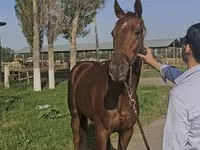 Kanca, Thoroughbred horse — 2. fotó