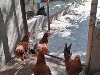 Chickens — الصورة 4