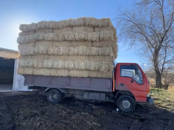 Салома с доставкой любой количества