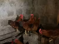 Chickens — รูปภาพ 1