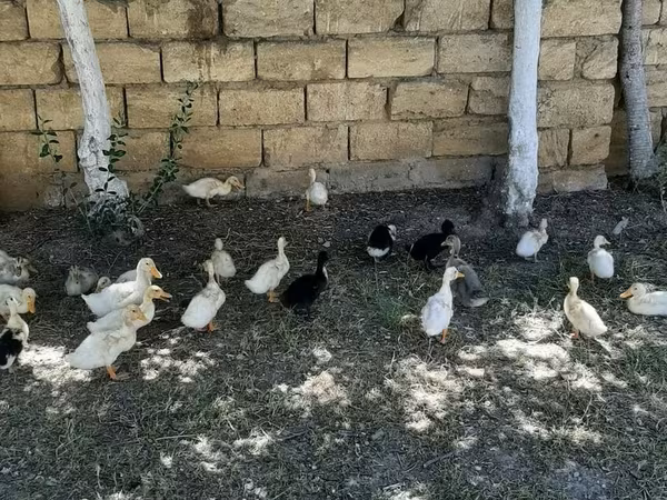 Pekin Jerman