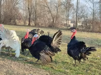 Turkeys — foto 2