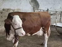 Ταύρος, Simmental cattle — φωτογραφία 5