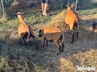 Խոյ, Cameroon sheep — լուսանկար 5