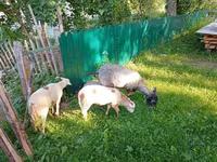 თხა, Kejobong goat — ფოტო 3