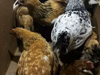 Chickens — foto 1