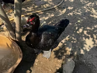 Ducks — عکس 8