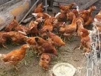Chickens — foto 2