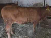 Bou, Bovine — foto 2