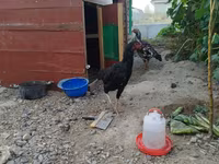 Chickens — รูปภาพ 2