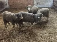 मेढ़ा, Merino sheep — फ़ोटो 3