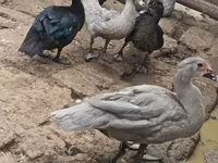 Ducks — عکس 2