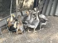 Ducks — 사진 1